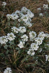 Noccaea cochleariformis