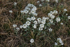 Noccaea cochleariformis