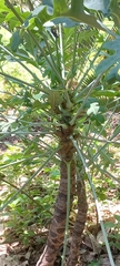 Cussonia paniculata