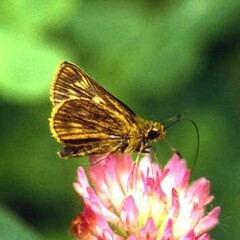 Ochlodes ochracea