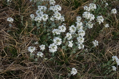 Noccaea cochleariformis