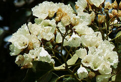 Cordia africana
