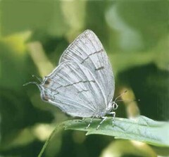 Protantigius superans