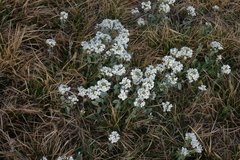 Noccaea cochleariformis