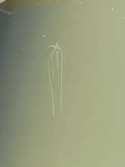 Alectis ciliaris