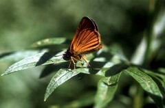 Thymelicus sylvaticus