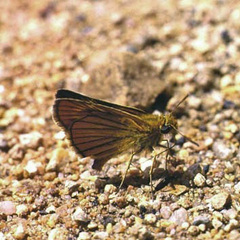 Thymelicus sylvaticus