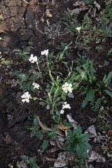 Noccaea cochleariformis