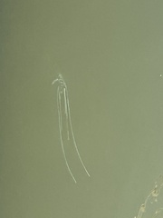 Alectis ciliaris