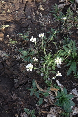 Noccaea cochleariformis