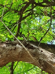 Lepidocolaptes angustirostris