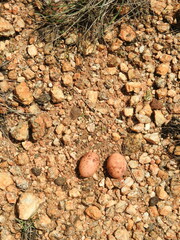 Caprimulgus asiaticus
