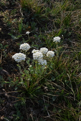 Noccaea cochleariformis