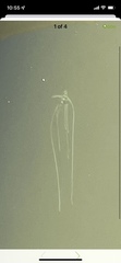 Alectis ciliaris
