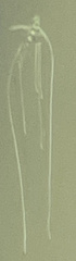Alectis ciliaris