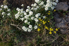 Noccaea cochleariformis