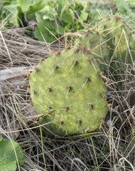 Opuntia macrorhiza