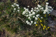 Noccaea cochleariformis