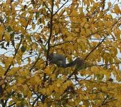 Sciurus carolinensis