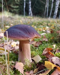 Boletus pinophilus