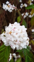 Viburnum farreri