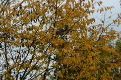 Sciurus carolinensis