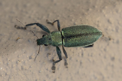 Naupactus auricinctus