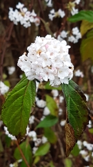 Viburnum farreri