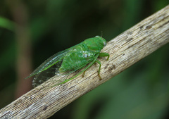 Cicadettinae