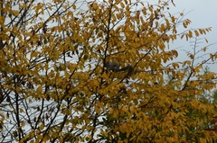 Sciurus carolinensis