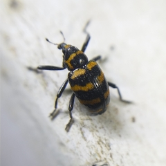 Tyloderma fasciatum