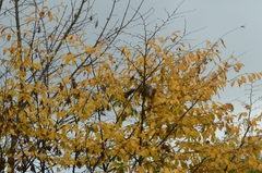 Sciurus carolinensis