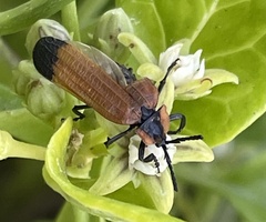 Lycus palliatus