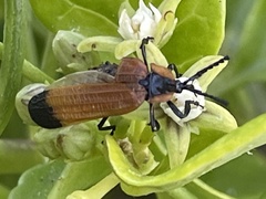 Lycus palliatus