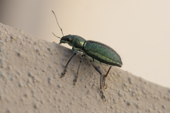 Naupactus auricinctus