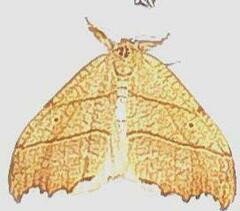 Drepana bilineata