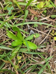 Gnaphalium uliginosum