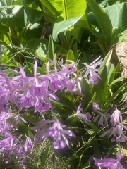 × Brassocattleya