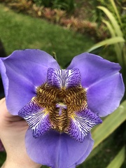 Trimezia coerulea