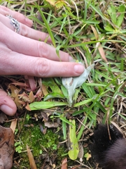 Gnaphalium uliginosum