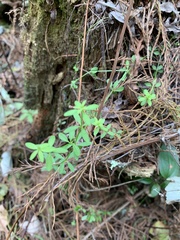 Galium bermudense
