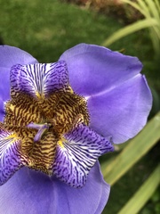 Trimezia coerulea