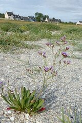 Limonium binervosum