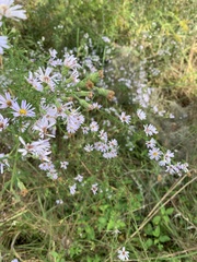 Symphyotrichum elliottii