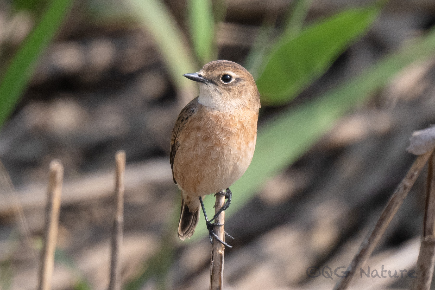 Siberian Stonechat