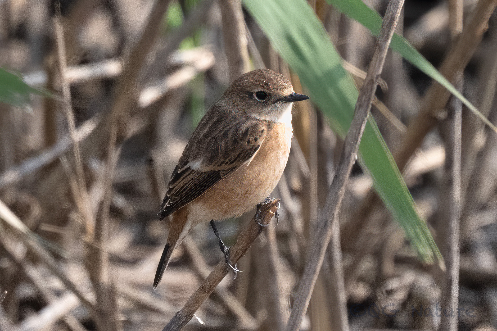 Siberian Stonechat