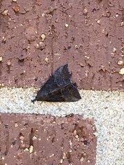 Hypena