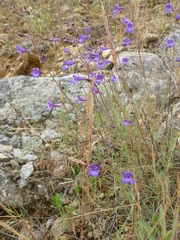 Penstemon filiformis