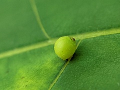 Caryomyia viscidolium