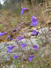 Penstemon filiformis